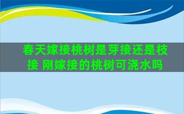 春天嫁接桃树是芽接还是枝接 刚嫁接的桃树可浇水吗